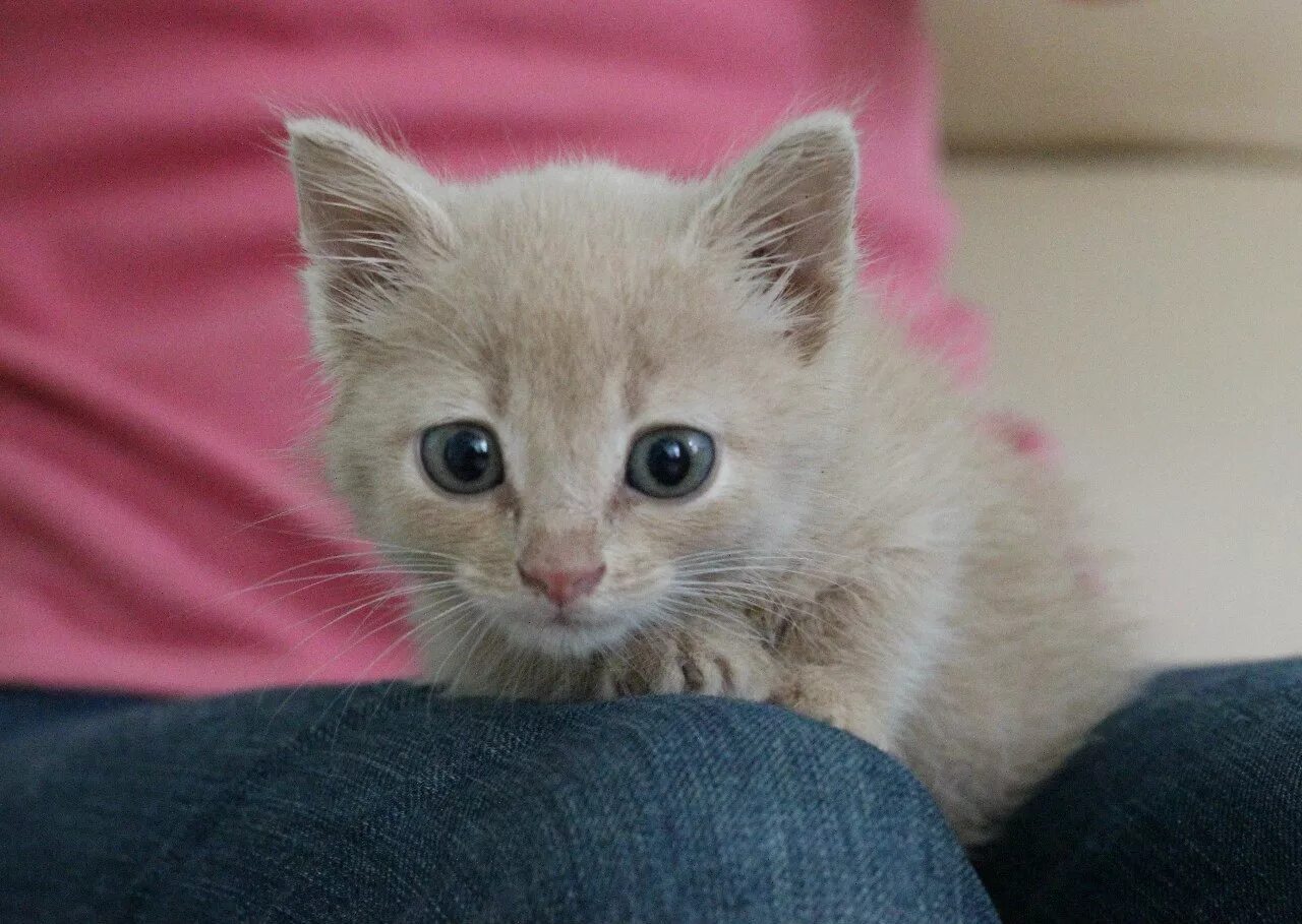 Как можно назвать кота мальчика черного. Имя для кота мальчика. Имена для котят мальчиков русские. Красивые имена для кошек. Турецкая ангора короткошерстная.