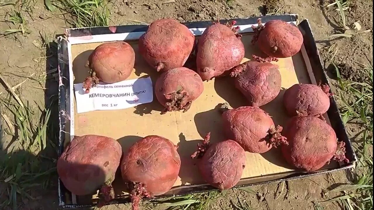 Купить Картофель Скарб семенной от поставщика: цена, характеристики