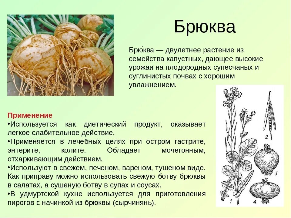 Брюква Тип плода. Брюква описание. Плод брюквы и турнепса. Брюква растение