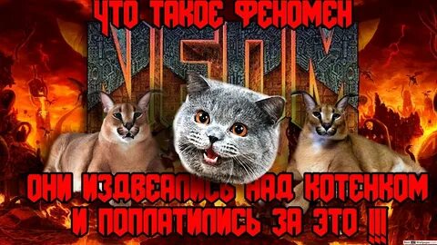 Zippocat video