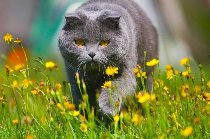 Весенний кот. Весенний кот. Кошки лето август. Кошка лето. Рыжий кот в цветах.