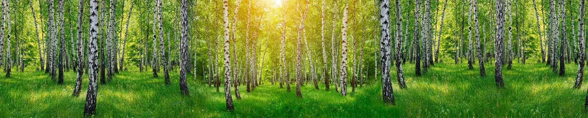 Березовая роща краснодарский край. Березовая роща 19. Берёзовая роща коломна. Панели пвх березовая роща. Лужайка в березовой роще.