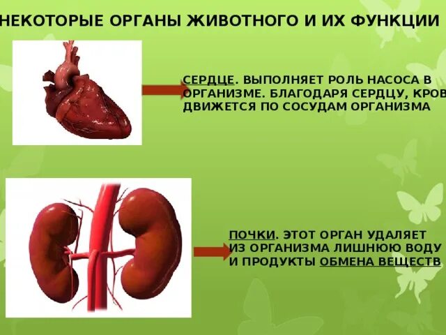 Особенности строения сердца человека. Основная функция сердца. Какую работу выполняет сердце в организме. Какую работу выполняет сердце в организме. Роль сердца в организме человека.