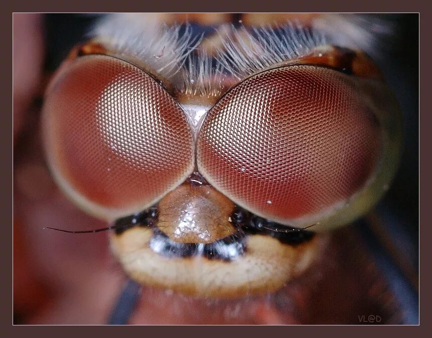 фасеточное зрение мухи. фасетчатый глаз стрекозы. муха с большими глазами. фасеточные глаза мухи. глаза мухи.
