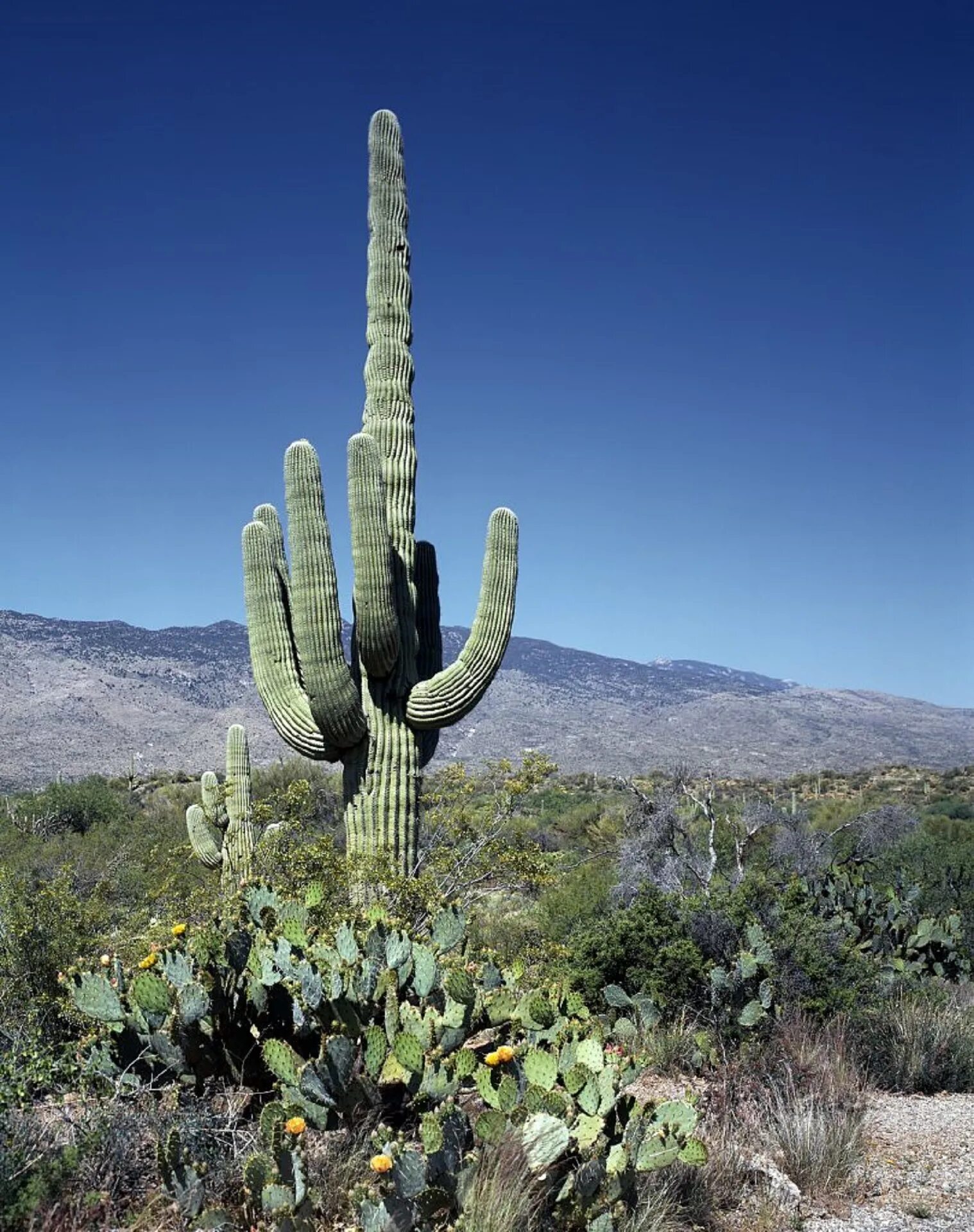 Mexican cactus. Кактус карнегия. Кактус карнегия гигантская цветы. Цветок кактуса Сагуаро. Цветущий Кактус Сагуаро.
