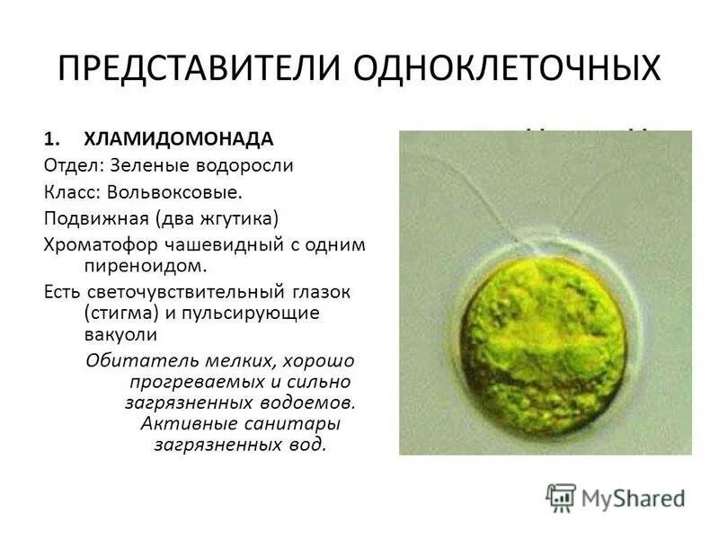 одноклеточные зеленые водоросли представители