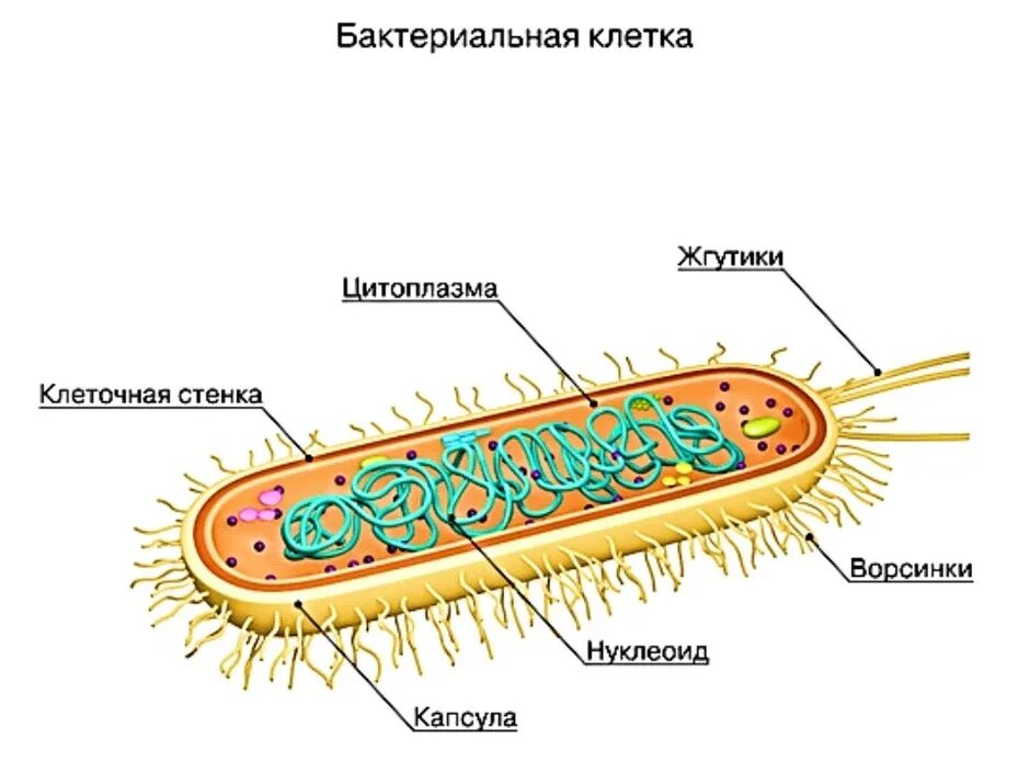 Биология 5 класс модель бактериальной клетки строение. Модель бактериальной клетки 5 класс биология. Схема строения бактериальной клетки 5 класс. Схема строения клетки бактерии 5 класс.