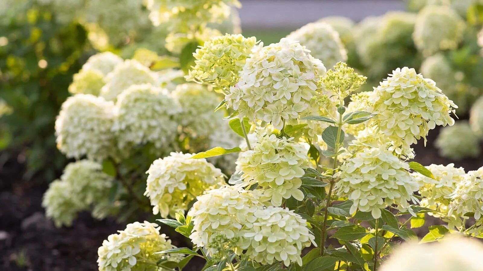 Hydrangea paniculata little. Hydrangea paniculata little