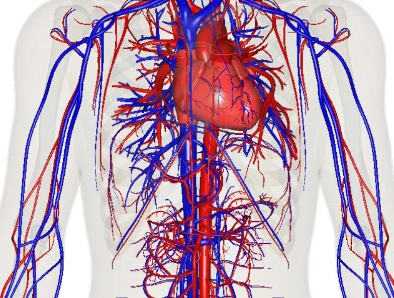 Сосудистая система человека. Кровеносная система человека. Кровеносные сосуды человека. Нитевидный кровеносный сосуд