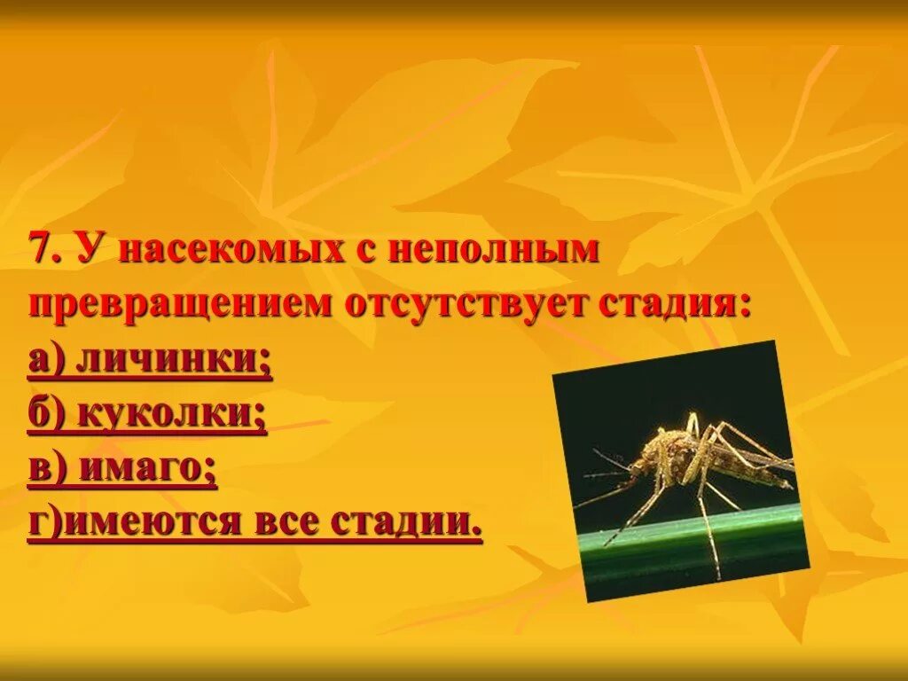 Стадия развития неполного превращения. Насекомые с неполным превращением. у насекомых с неполным превращением отсутствует. у насекомых с неполным превращением отсутствует стадия. стадия куколки у насекомых.