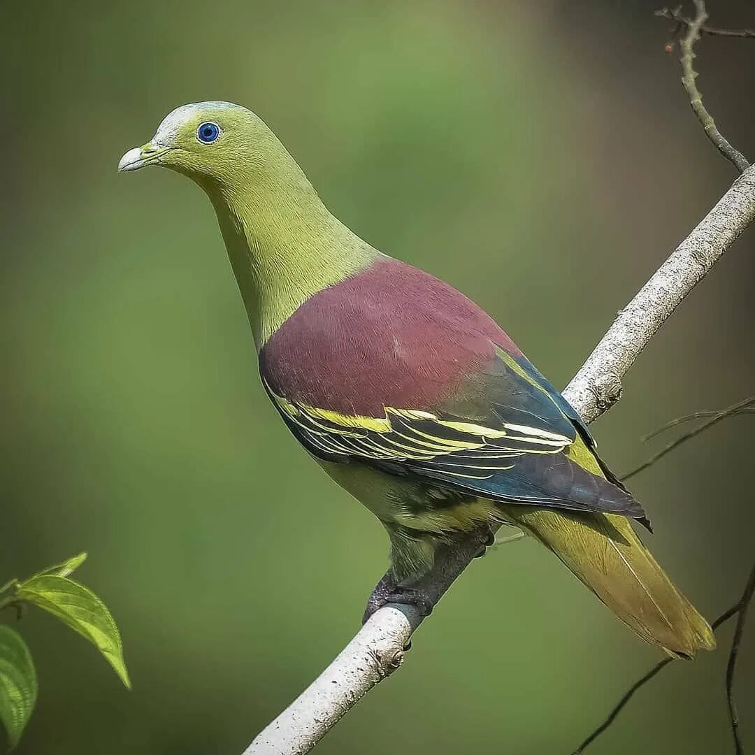 Treron sieboldii. Желтоногий зеленый голубь. Толстоклювый зелёный голубь. Розовошейный зелёный голубь.