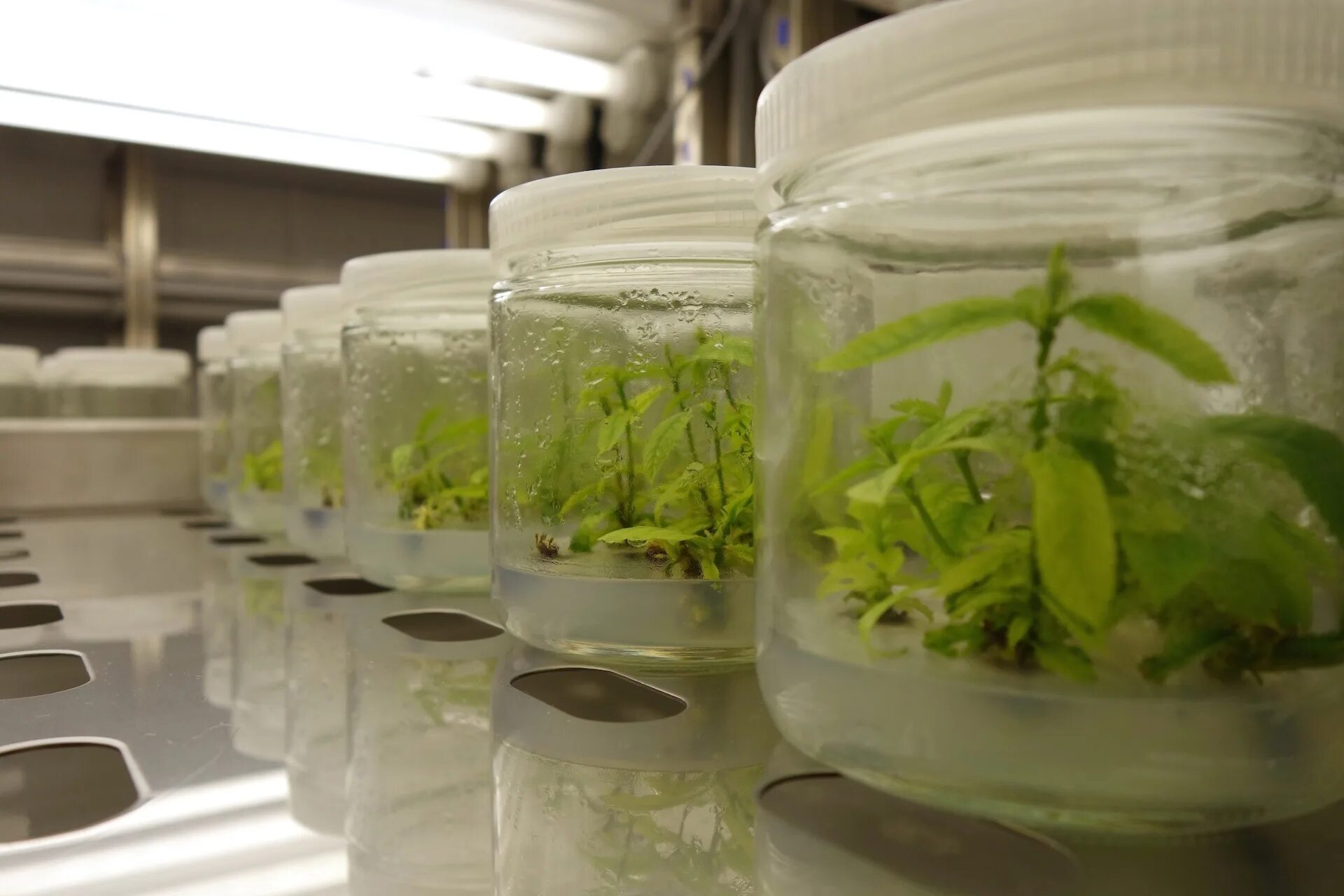 Plant culture. Микроклональное размножение in vitro. Клональное микроразмножение растений. Меристема in vitro. Культивирование клеток ин Витро.