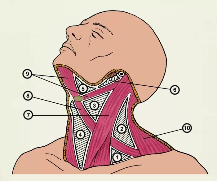 Болит гортани при надавливании. Лопаточно ключичный треугольники шеи анатомия. Треугольники шеи топографическая анатомия. Топография шеи топографическая анатомия. Топографическая анатомия лопаточно-трахеального треугольника.