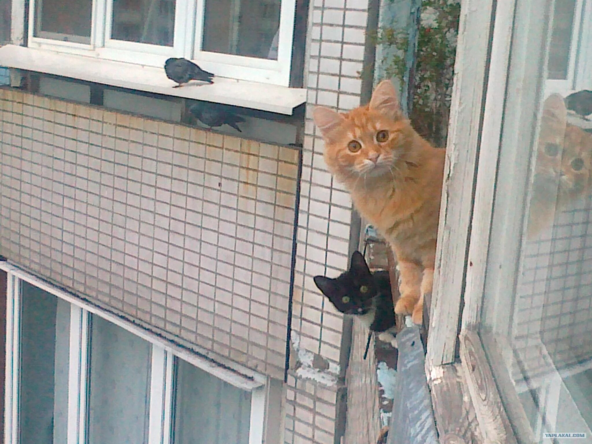 Выставил на балкон. Котик у окна. Кот на балконе. Кот на окне. Кошачий балкон.