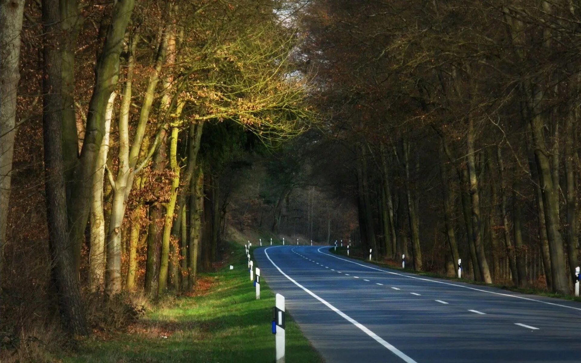 Дерево растет на дороге. Лесная дорога. Дорога в лесу. Природа лес дорога. Красивая дорога через лес.