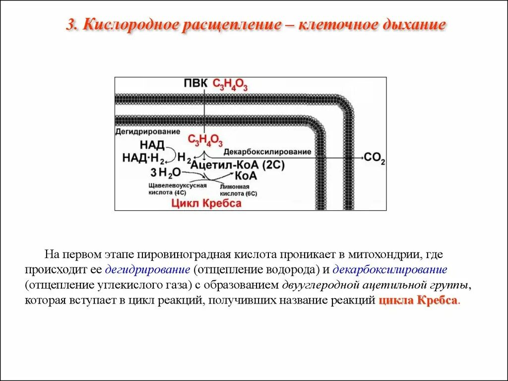 Образование пировиноградной кислоты клеточное дыхание