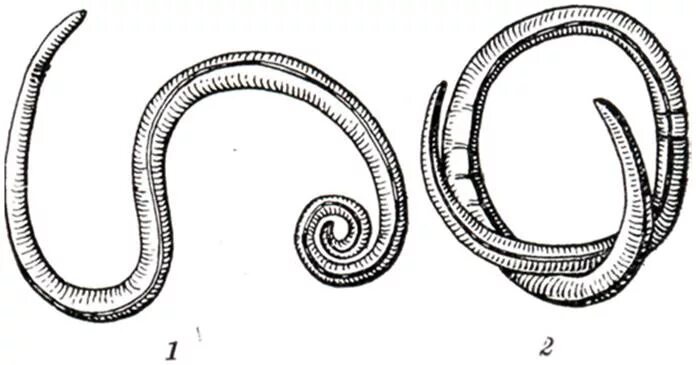 Рассмотрите рисунки 1 2. Рис. 1. аскарида человека (Ascaris lumbricoides).. Паразиты аскаридоз рисунок.