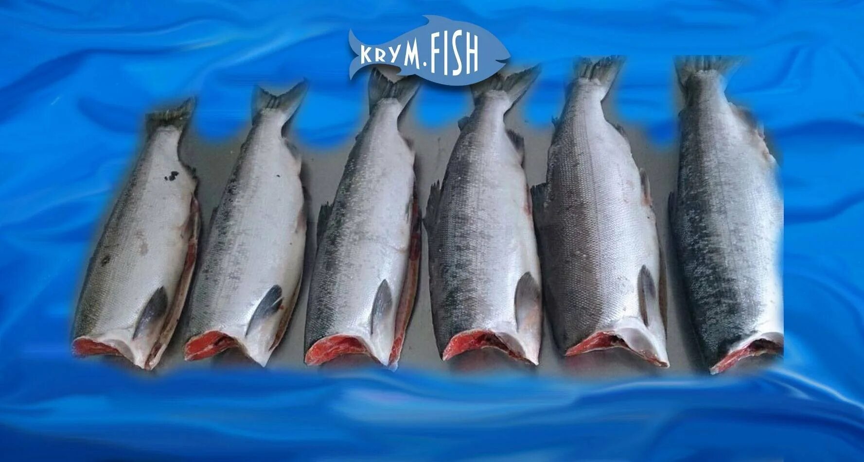 Кижуч свежемороженый пласт. Лососевые рыбы в разрезе. Рыба кижуч фото и описание. Нерка рыба мясо. Рыба кижуч пбг.
