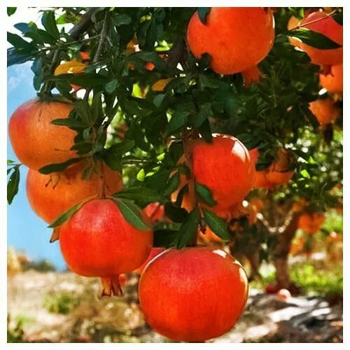 Ак гранат. Гранат dn-11. Ак гранат. Гранат ак дона описание сорта. Гранат кустарниковый.