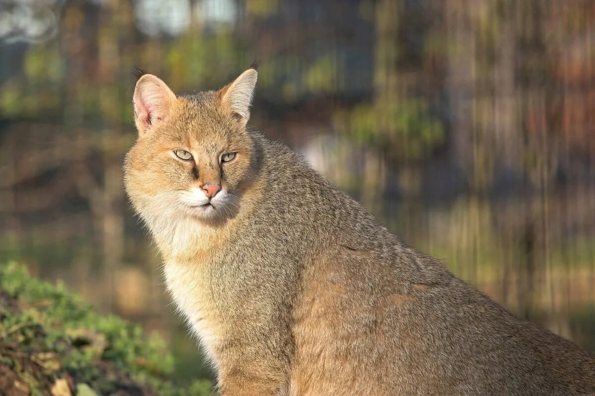 Камышовый кот. Камышовый кот (Болотная Рысь). Камышовый кот (Хаус) (Felis Chaus). Кавказский камышовый кот. Купикот