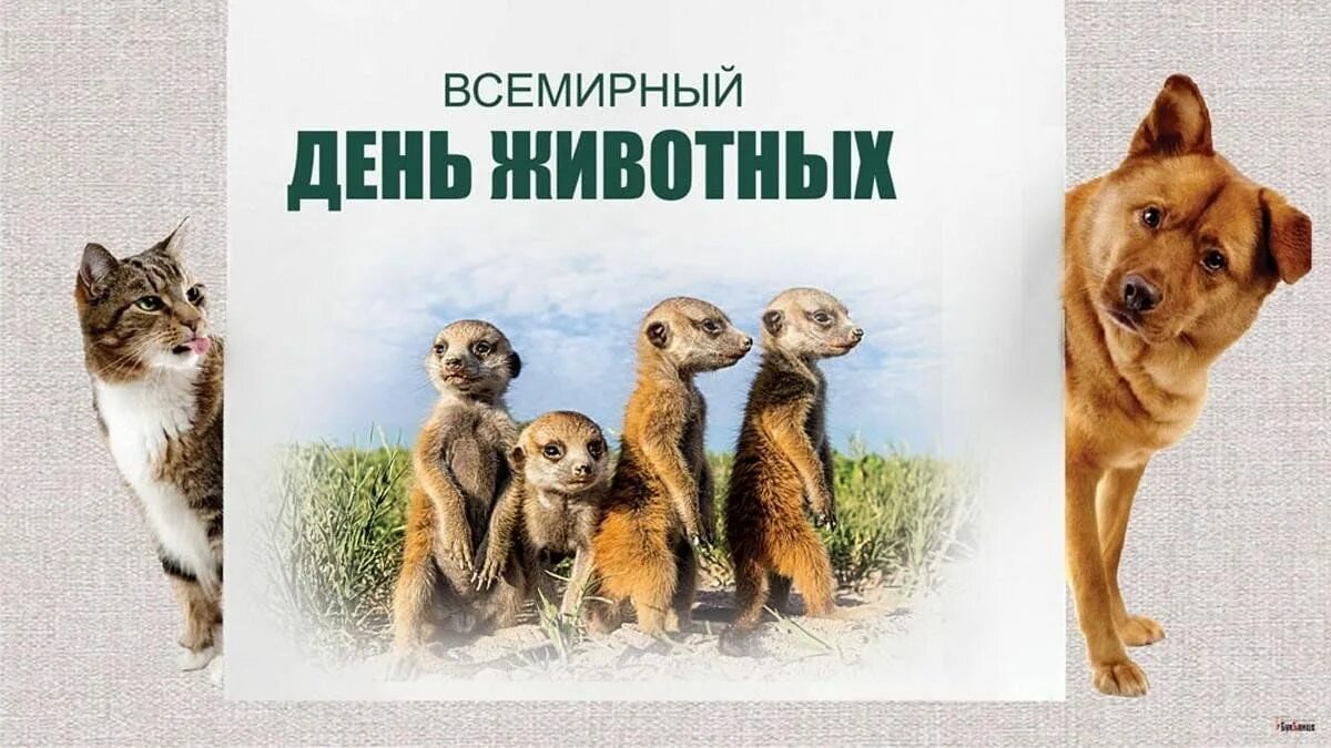 К Международному дню защиты животных предлагаем всем, неравнодушным к усатым, по