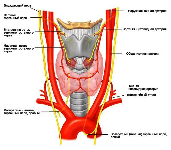 Нерв глотки. Иннервация щитовидной железы анатомия. Возвратный нерв щитовидной железы. Возвратный гортанный нерв топография. Кровоснабжение и иннервация щитовидной железы схема.