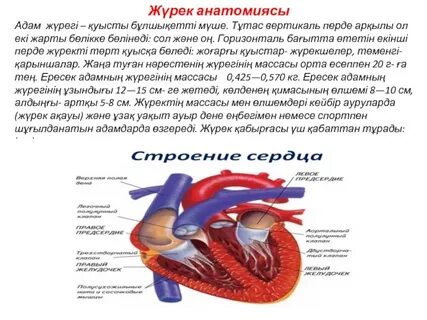 Писка кинглет жақын