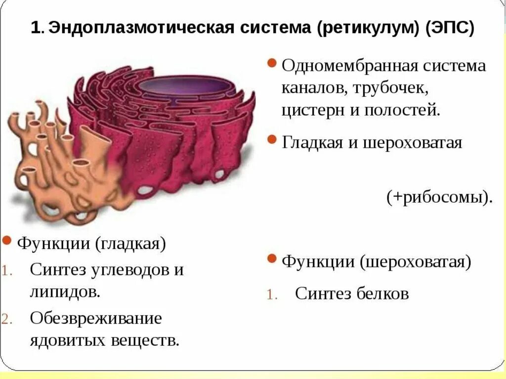 Хлоропласт и эндоплазматическая сеть. Эндоплазматическая сеть ЭПС строение и функции. Гладкая эндоплазматическая сеть строение и функции. Строение клетки гладкая эндоплазматическая сеть. У животных гладкое эндоплазматическая сеть.