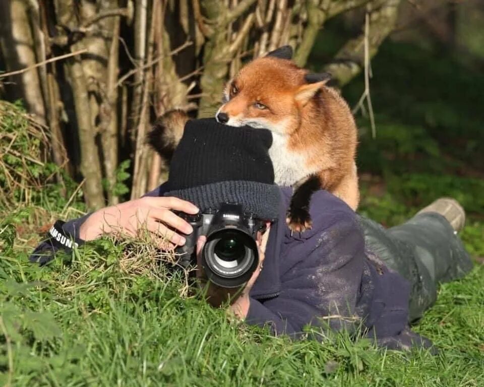 Наблюдая за жизнью животных. Фотографирует животных. Фотографы дикой природы с животными. Лиса в дикой природе. Животные с фотоаппаратом.