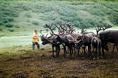 Сельское хозяйство в тундре
