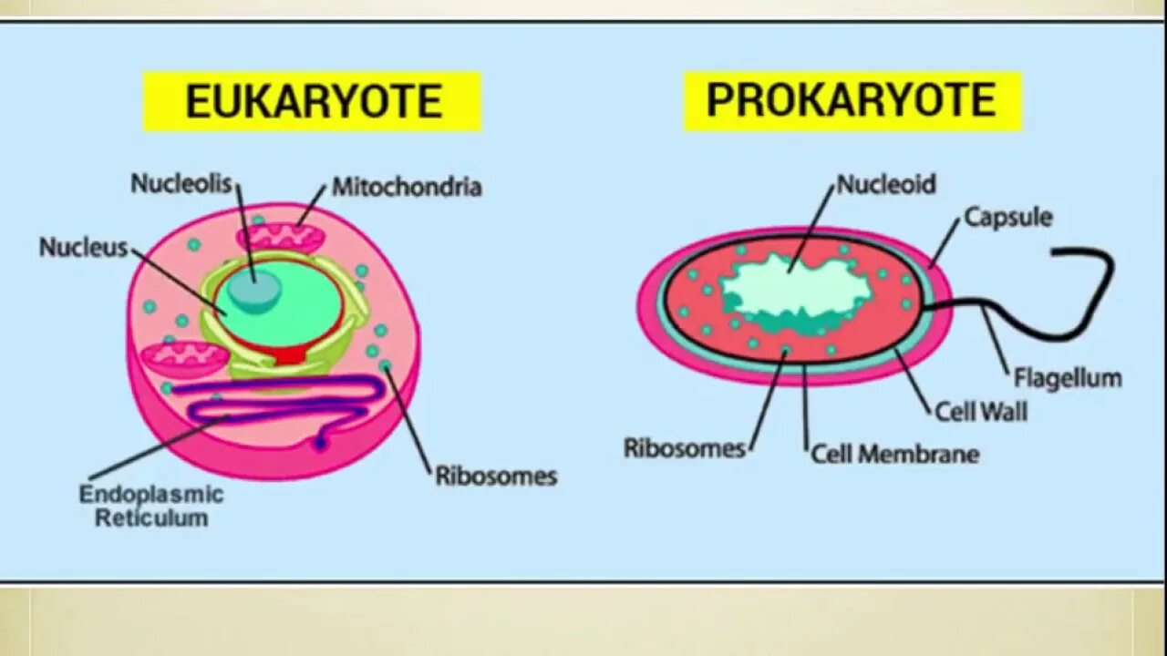 Prokaryotic and eukaryotic. Клетки прокариот и эукариот. Прокариот и эукариот рисунок. Клетка прокариот и эукариот рисунок.