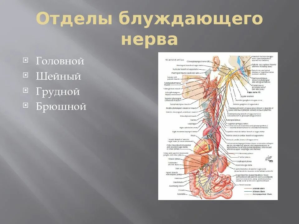 Блуждающий нерв расположен. Грудной отдел блуждающего нерва. Ветви брюшного отдела блуждающего нерва. Ветви грудного отдела блуждающего нерва. Блуждающий нерв анатомия шейный отдел.