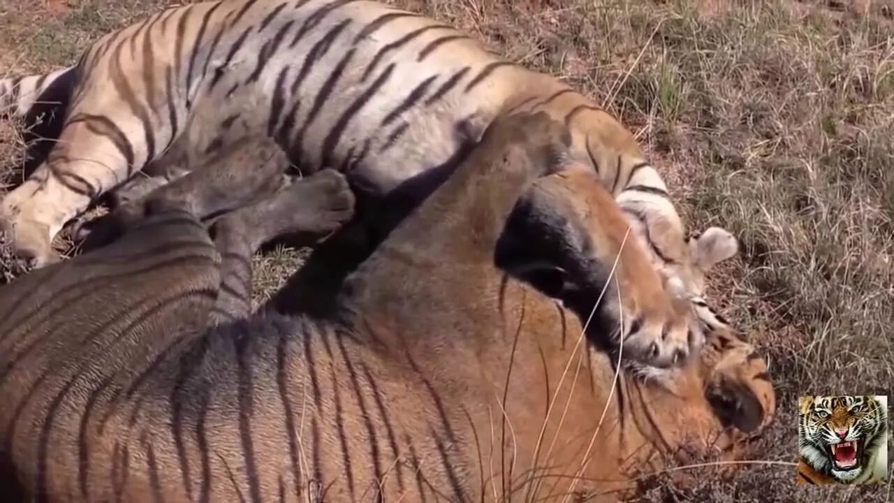 Видео тигров видео видео тигров против
