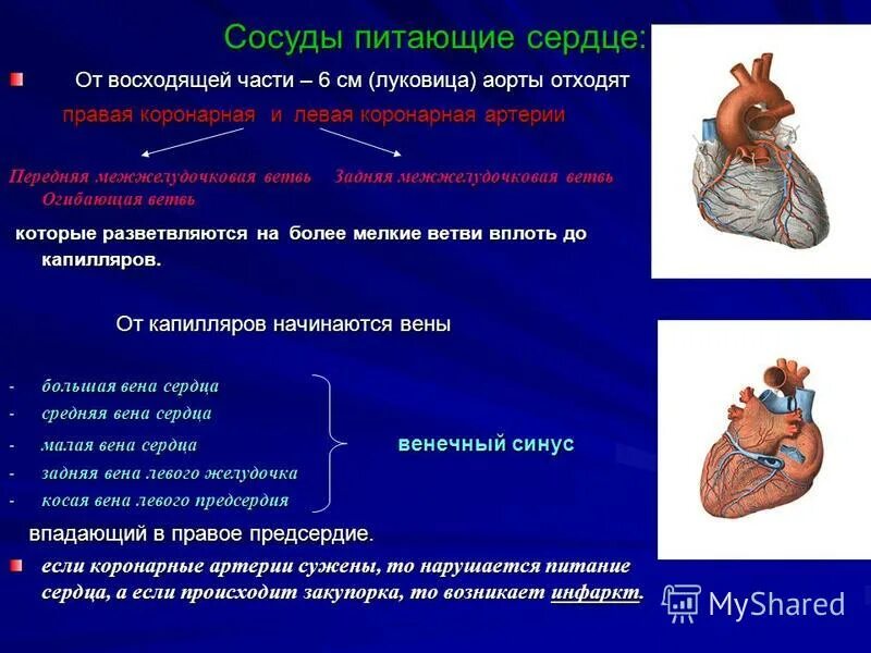 Коронарные артерии отходят от аорты. Коронарные артерии отходят от аорты. Коронарные венечные сосуды. Кровоснабжение сердца анатомия коронарных артерий. Сердце анатомия дуга аорты.