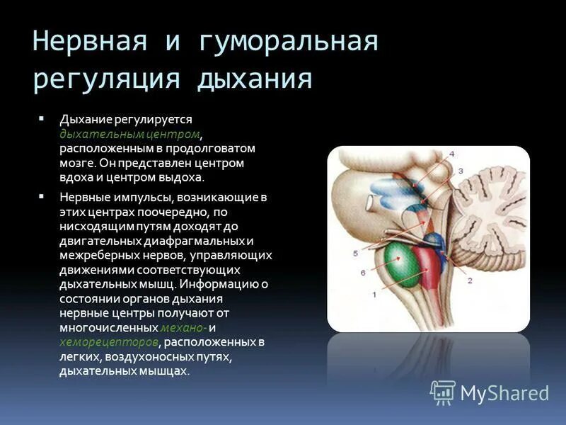 Вспомните как регулируется дыхание у человека зная. Нервная и гуморальная регуляция дыхания.