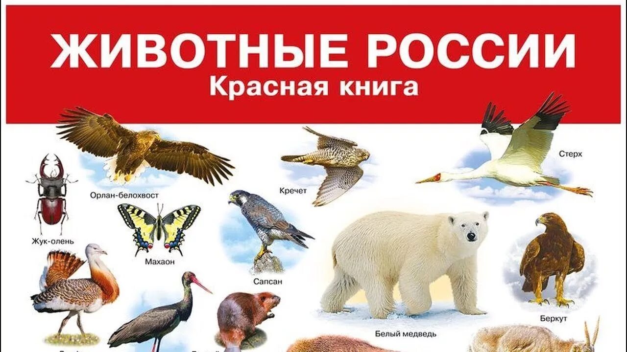 Обитатель красной книги. Красная книга России. Животные. Красная книга России ж. Жи вотные икрасной книга. Животные красной книи России.