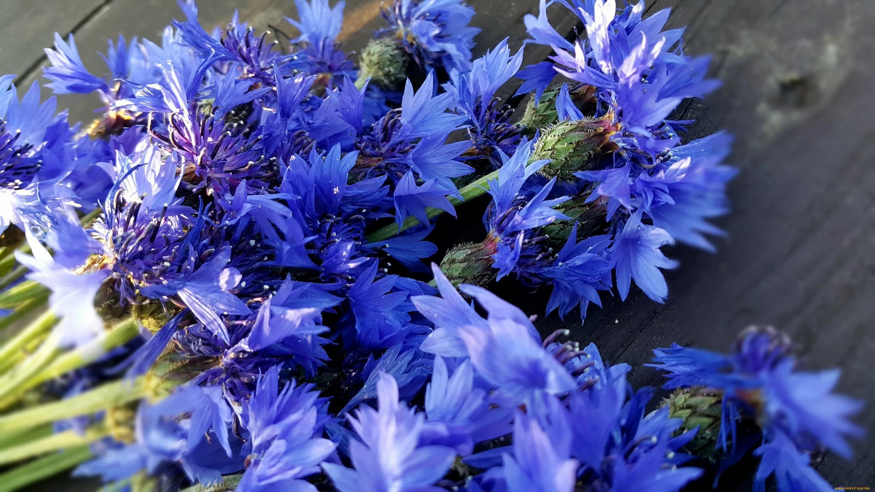 Васильков рабочие. Василек синий (Centaurea cyanus). Сухоцветы Василек полевой. Василек Алайский. Василек голубая Лагуна.