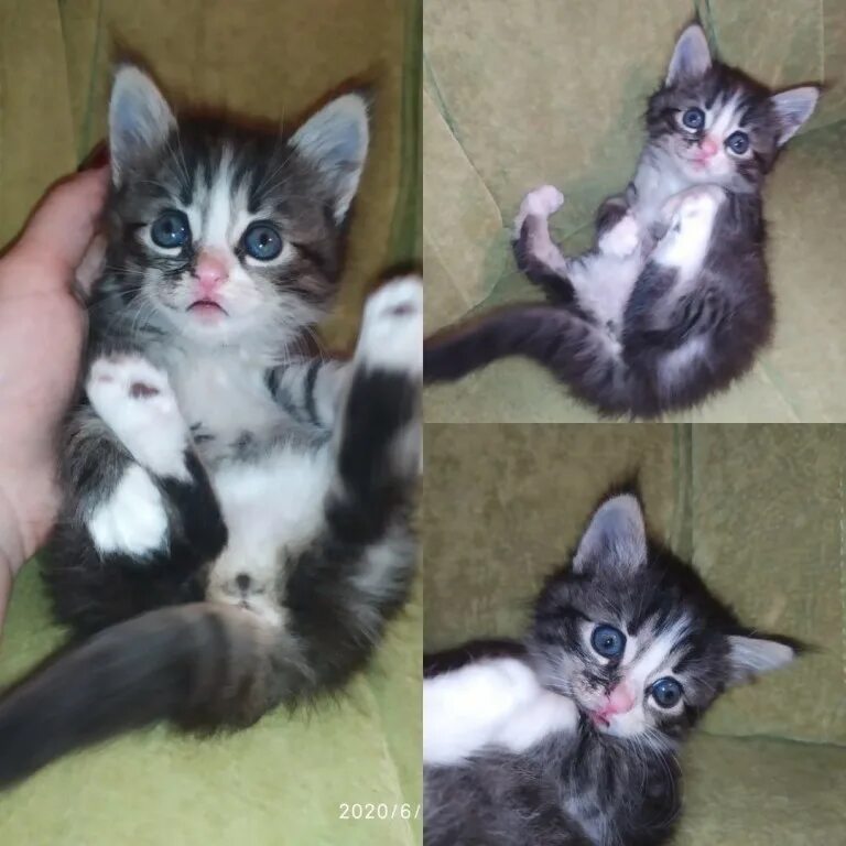 Донецк котики. Кошки с донецка. Кот донецк. Котята днр. Котята днр купить.