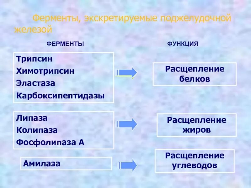 Какими ферментами расщепляются углеводы