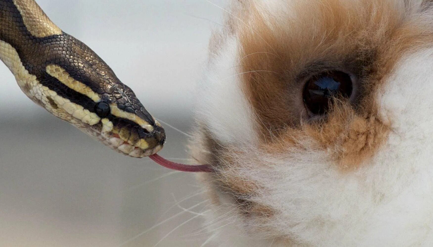Rabbit snake 3. Rabbit snake 3