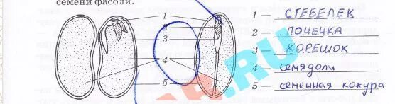 Рассмотрите рисунок семени какая структура обозначена. Строение семян однодольных и двудольных растений. Строение семени тыквы рисунок. Схема строения семени фасоли 6 класс. Структура семени двудольного растения с цифрами на изображении.