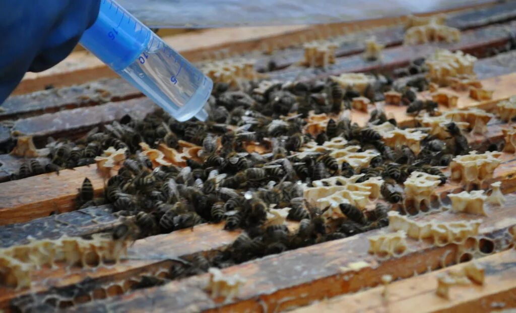 Весенняя подкормка пчел сиропом. Весенняя подкормка пчелосемей. Подкорм пчел. Подкормка пчел. Пчеловодстве для подкормки пчёл.