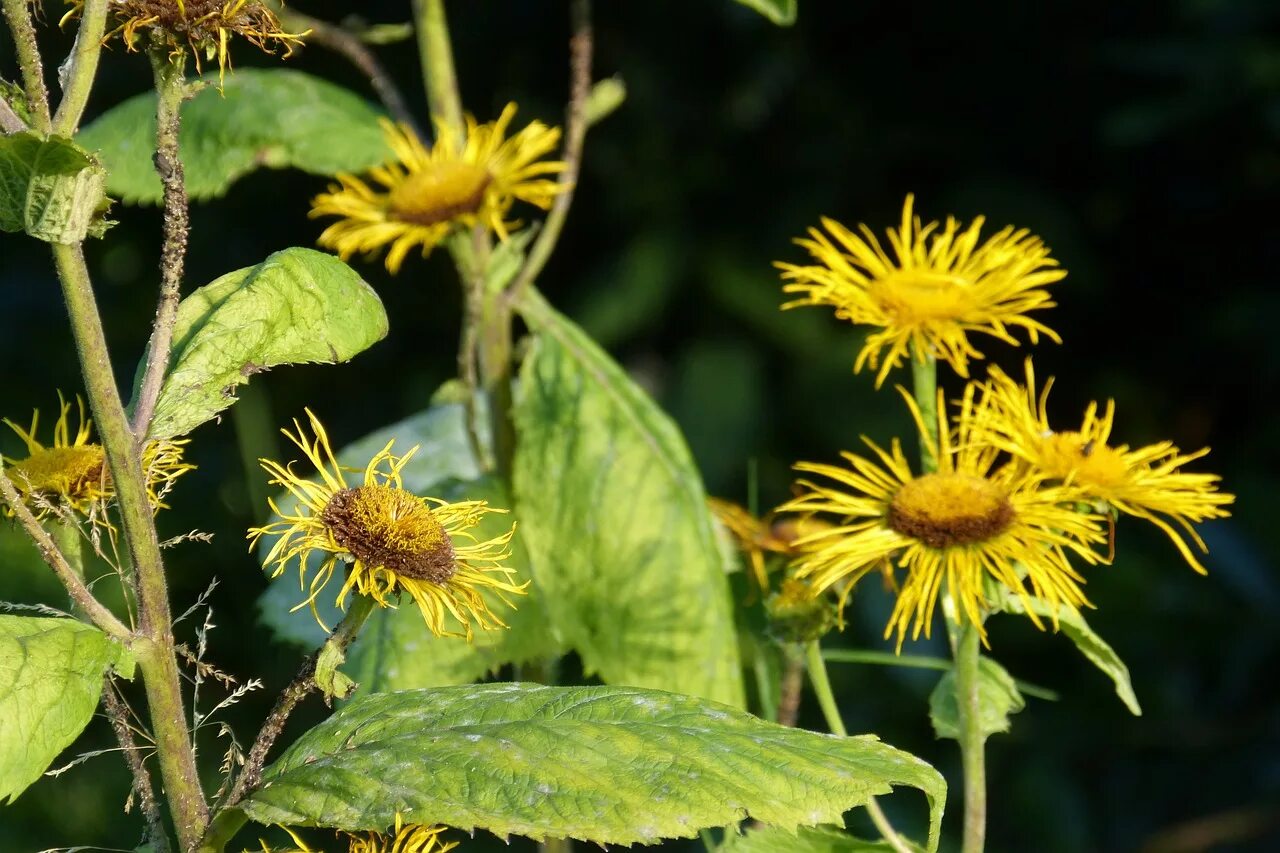 Real plant. Девясил полевой. Девясил высокий. Девясил цветок. Inula Helenium.