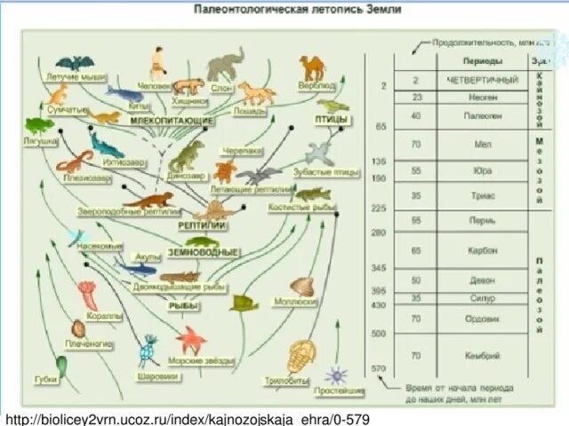 Основные этапы эволюции животных таблица