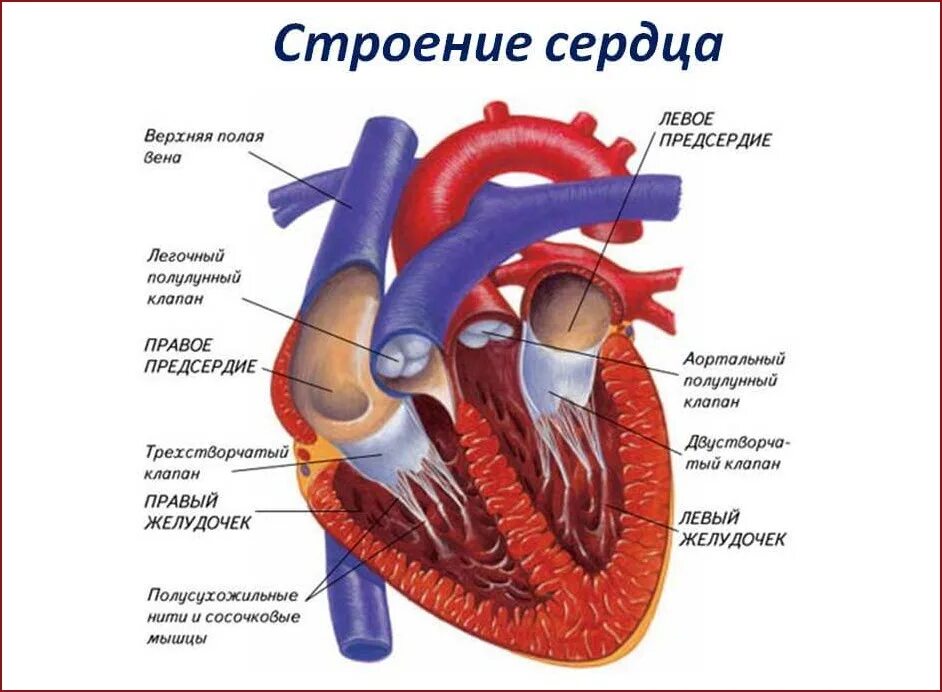 Общее предсердие