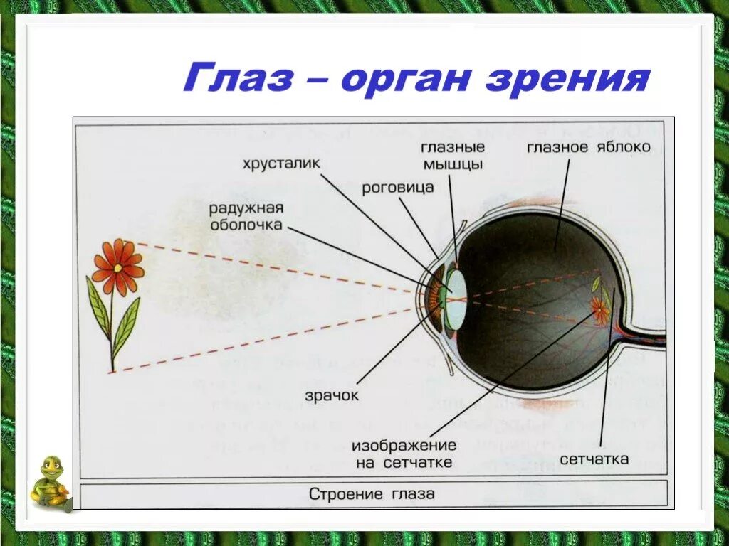 Реферат на тему глаза. Органы чувств человека глаз анатомия. Строение глаза человека 3 класс окружающий мир. Органы чувств строение органов зрения. Органы чувств человека глаз орган зрения 3 класс.