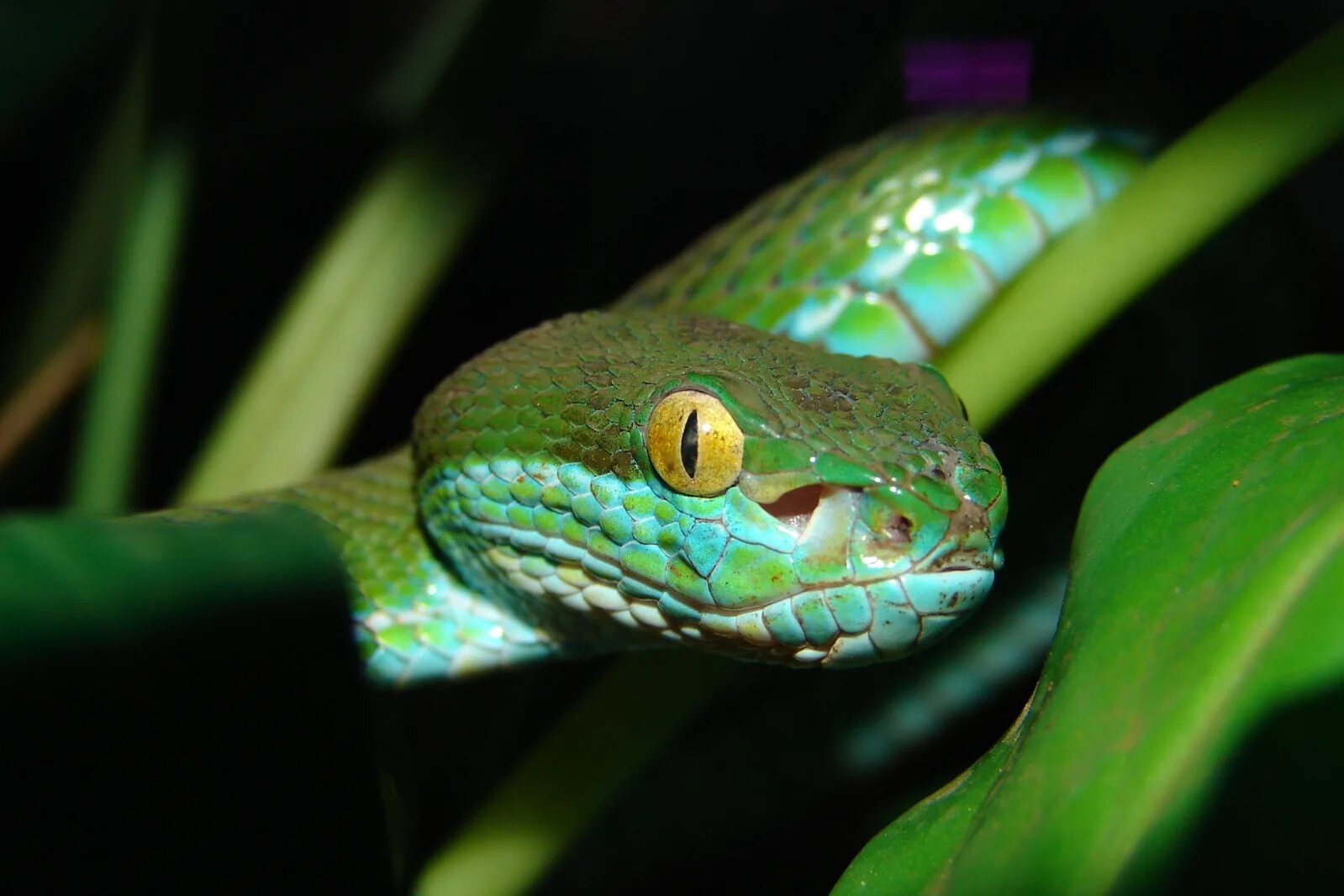 2013 какой змеи. Зелёная мамба змея. Зеленая змея ядовитая мамба. Зеленый полоз. Блестящая остроголовая змея.