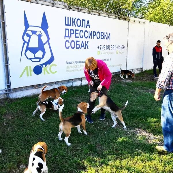 Шдс люкс школа дрессировки. Школа дрессировки собак люкс. Школа дрессировки "собаки". Люкс школа. Школа дрессировки "собаки".