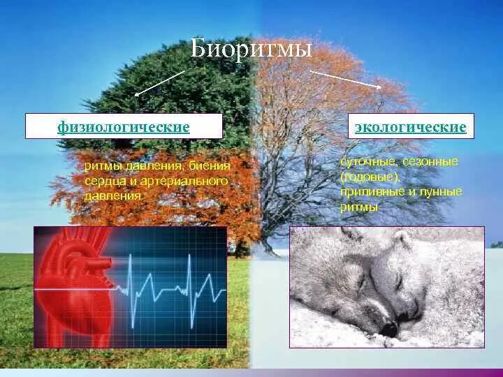 Сезонные ритмы в жизни растений. Экологические биоритмы. Экологические ритмы примеры. Физиологические биологические ритмы. Физиологические биоритмы человека.