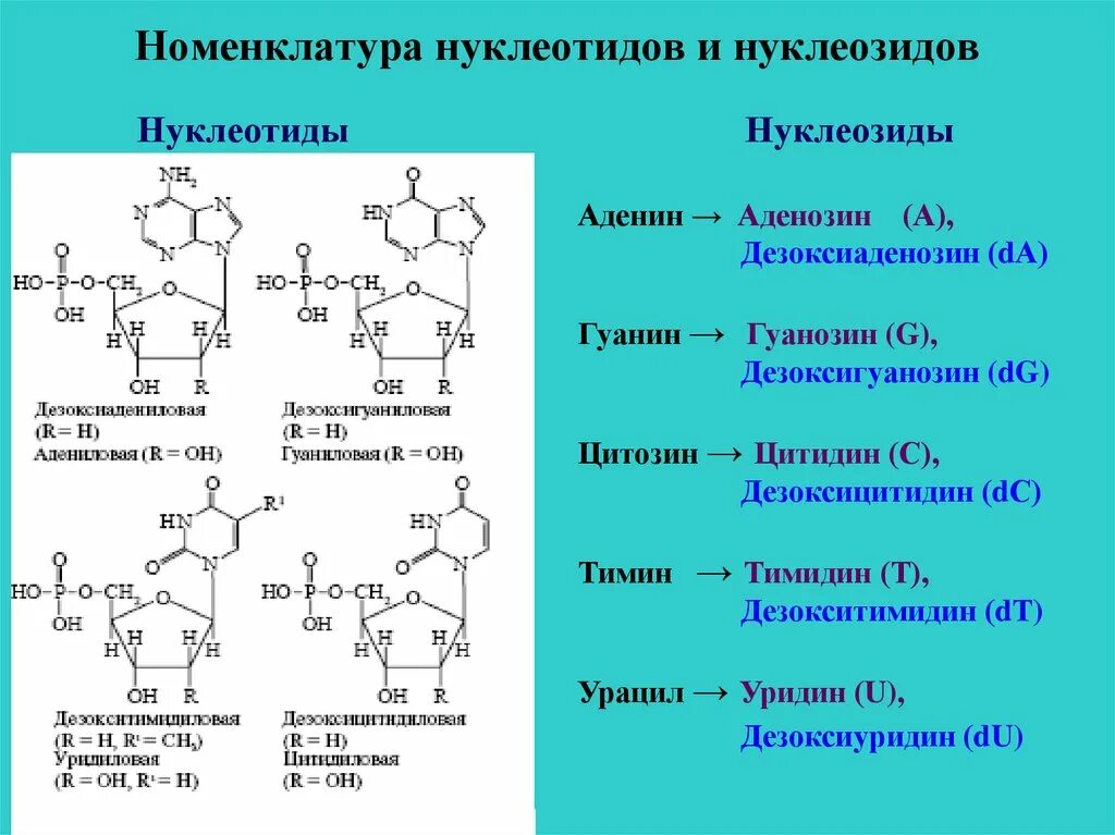 Формулы нуклеотидов. Нуклеозиды ДНК строение номенклатура. Аминокислоты аденин гуанин Тимин цитозин таблица. Строение нуклеозидов и нуклеозидов. Нуклеозиды ДНК строение.